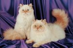 Personality Differences for Male and Female Himalayan Cats