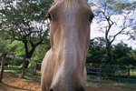 How to Darken a Palomino Horse's Coat