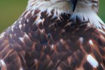 List of Hawk Breeds