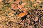 How to Determine Baby Copperheads