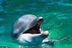 What Do Dolphins Look, Feel and Smell Like?