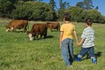 Fun Facts About Farm Animals for Kids