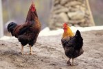 How to Prevent a Rooster From Pulling Hens' Feathers