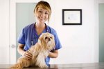 How to Treat Enterococcus in a Canine