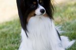 How to Cut a Papillon's Hair