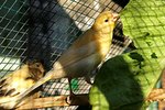 Signs of Mating in a Male Canary