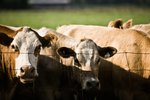 What Are the Causes of Heavy Breathing in Cattle?