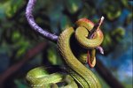 10 Facts About Viper Snakes
