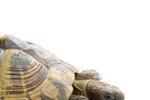 Habitats or Enclosures for Sulcata Tortoises in Cold Weather Climates
