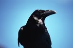How to Care for a Crow That Can't Fly