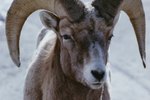 How to Trim Sheep Horns