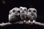 List of Owl Breeds