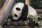Facts About Baby Panda Bears