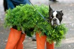 How to Grow a Chia Pet
