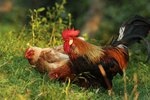 How to Tell an Americana Rooster From a Hen
