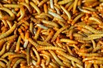 Mealworms Facts