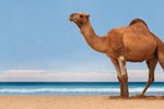 How Much Water Can a Camel Drink?