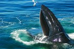 The Best Time for Whale Watching in Massachusetts | USA Today