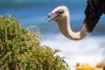 What Do Ostriches Eat?