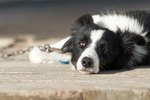 California Laws on Chaining Dogs