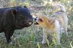 Can Pot Bellied Pigs Get Along With Dogs?