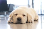 How Long Can Dogs Go Without Sleeping?