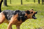 What To Do If A Dog Attacks