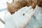   Will Alcohol Remove Ticks From Dogs?