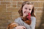 Do Chickens Make Good Pets?