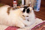 How to Clean Cat Urine With a Baking Soda, Dish Soap, & Peroxide Mixture