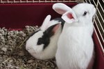 How to Clean Rabbit Urine