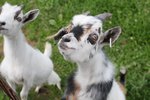 How to Keep Pygmy Goats