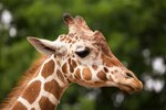 Does Every Giraffe Have Their Own Pattern of Spots?