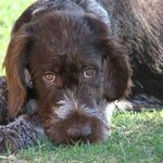 Max the German Wirehaired Pointer