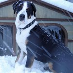 Radley the Teenage Greater Swiss Mountain Dog