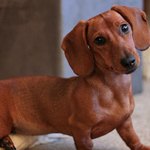 Mojo the Mini Chocolate Dachshund 