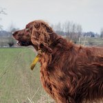 How To Groom An Irish Setter Daily Puppy