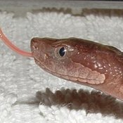 A snake's pupil can be key to determining if its venomous. This guy's bite is poison.