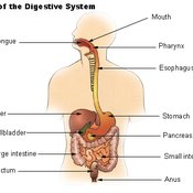 Organs of the Digestive Tract