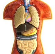 What Is the Function of the Liver?