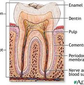 Difference Between Periodontist & Endodontist