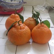 Store Mandarins