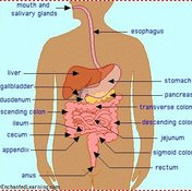 The Parts of the Digestive System