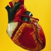 Treatments for an Enlarged Heart