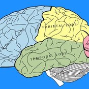 Sections of the Human Brain