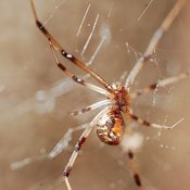 Brown Widow Spider Bite Symptoms