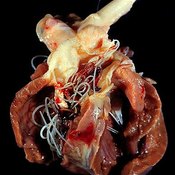Human Heartworm Disease