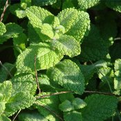Peppermint oil is a popular natural remedy