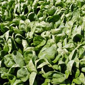 While high in iron, the oxalates in spinach inhibit absorption.