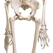 How to Keep Your Skeletal System Healthy | Healthy Living
